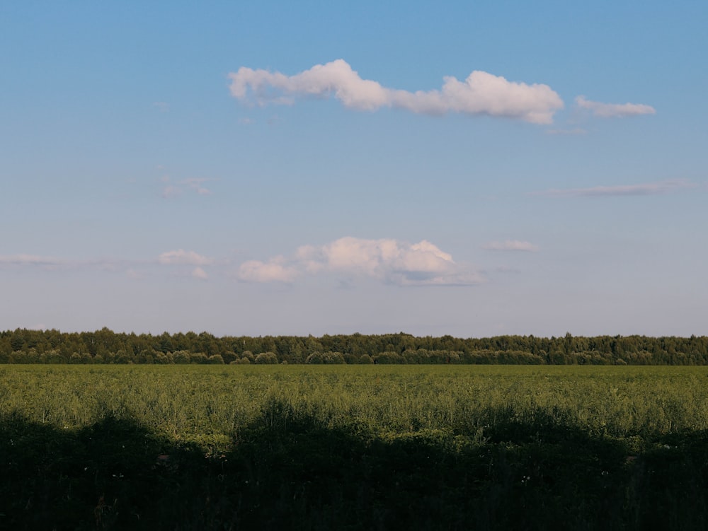 green grass field under blue sky during daytime