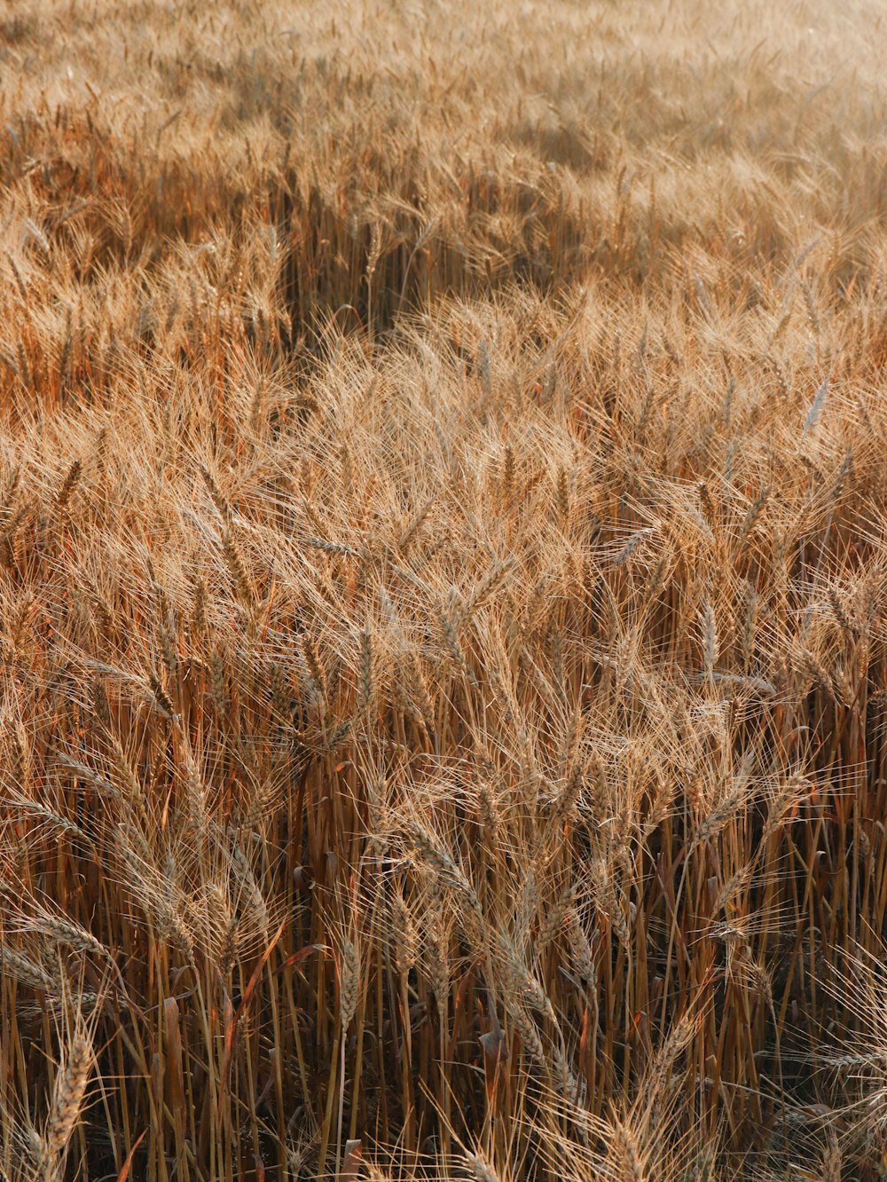 brown grass field during daytime