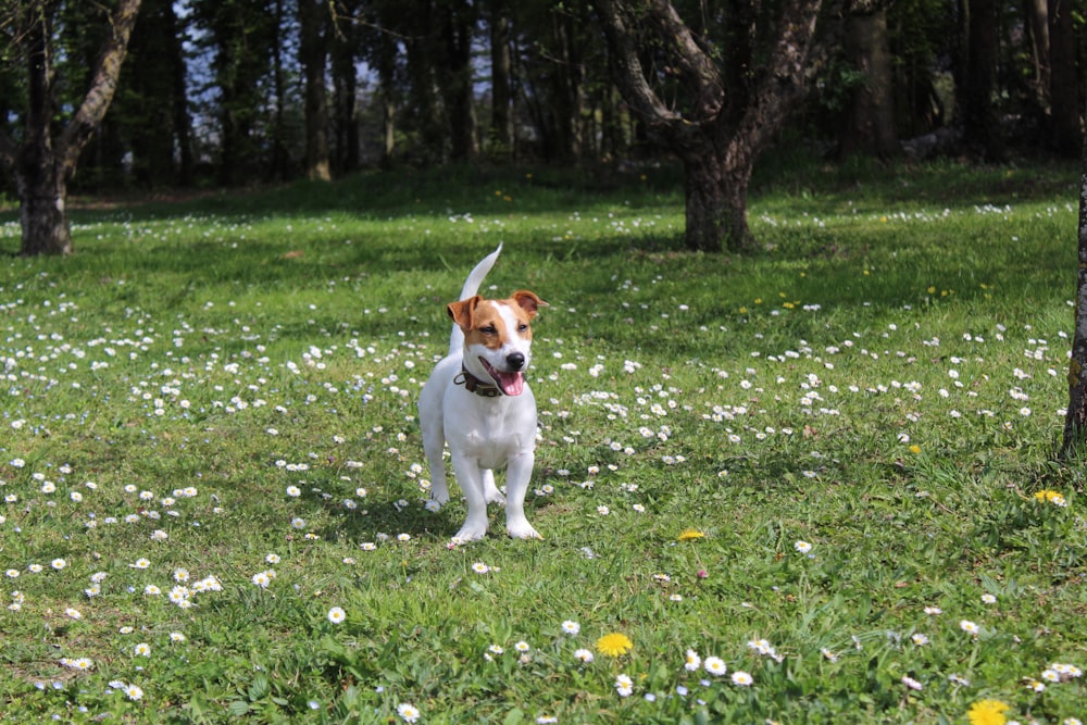 weißer und brauner kurzhaariger Hund tagsüber auf grünem Grasfeld