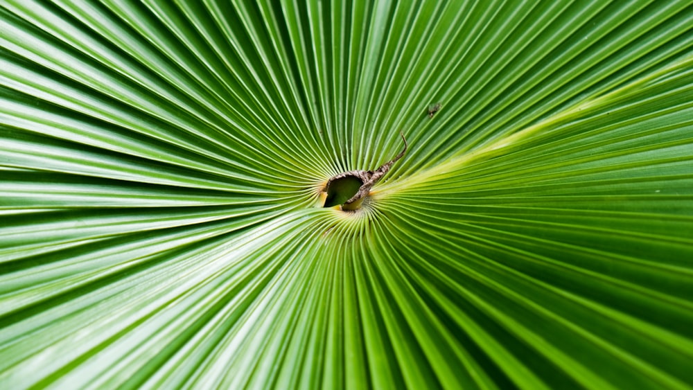 green leaf in close up photography