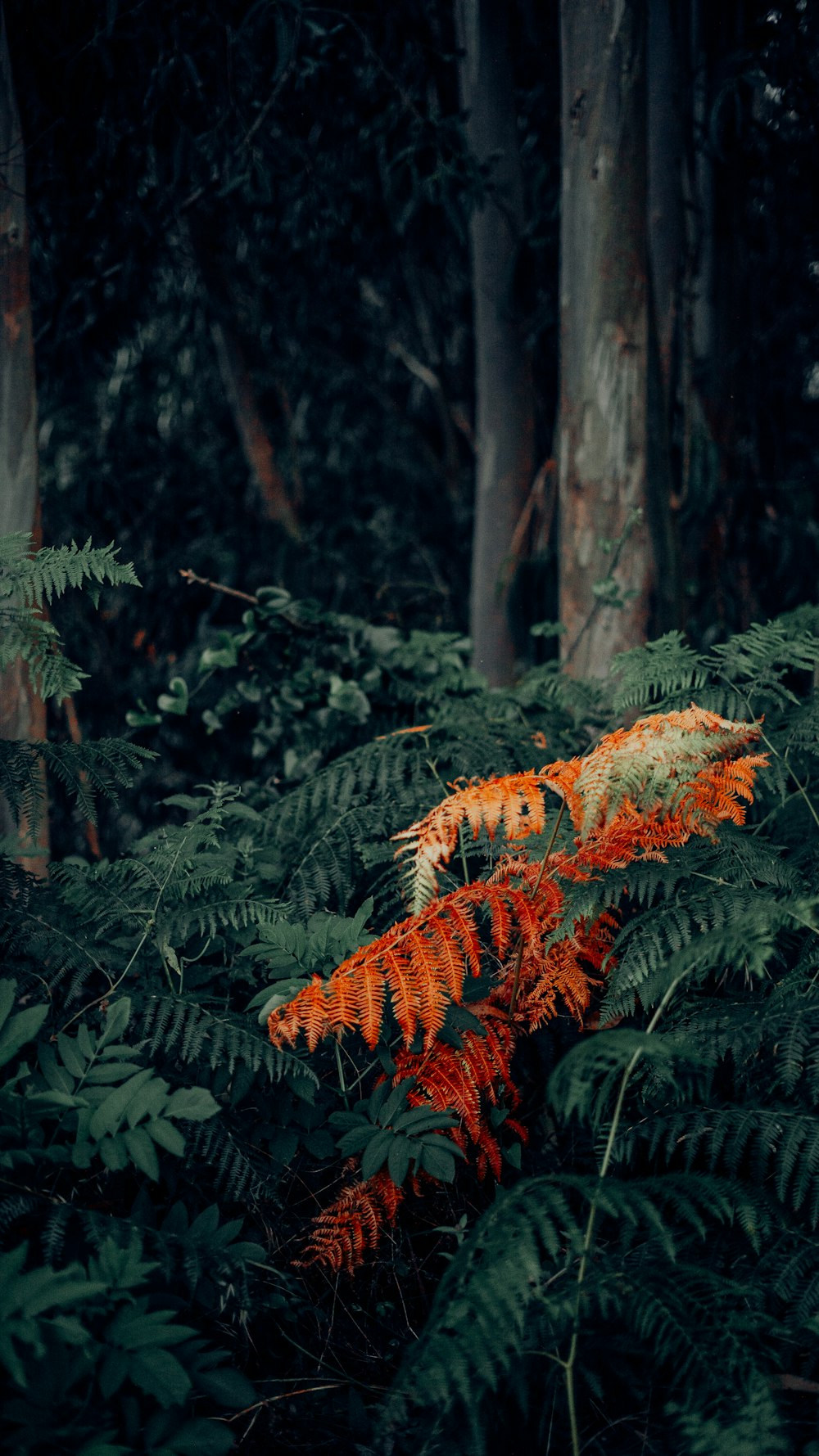 orange and green leaf plant