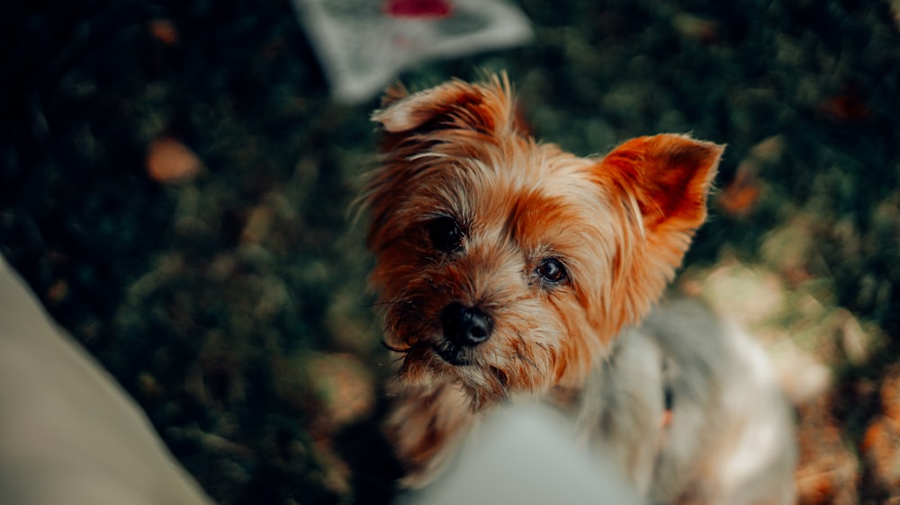 brown and white long coated small dog