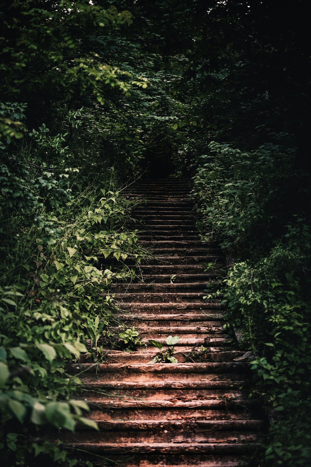 brown wooden stairs between green plants