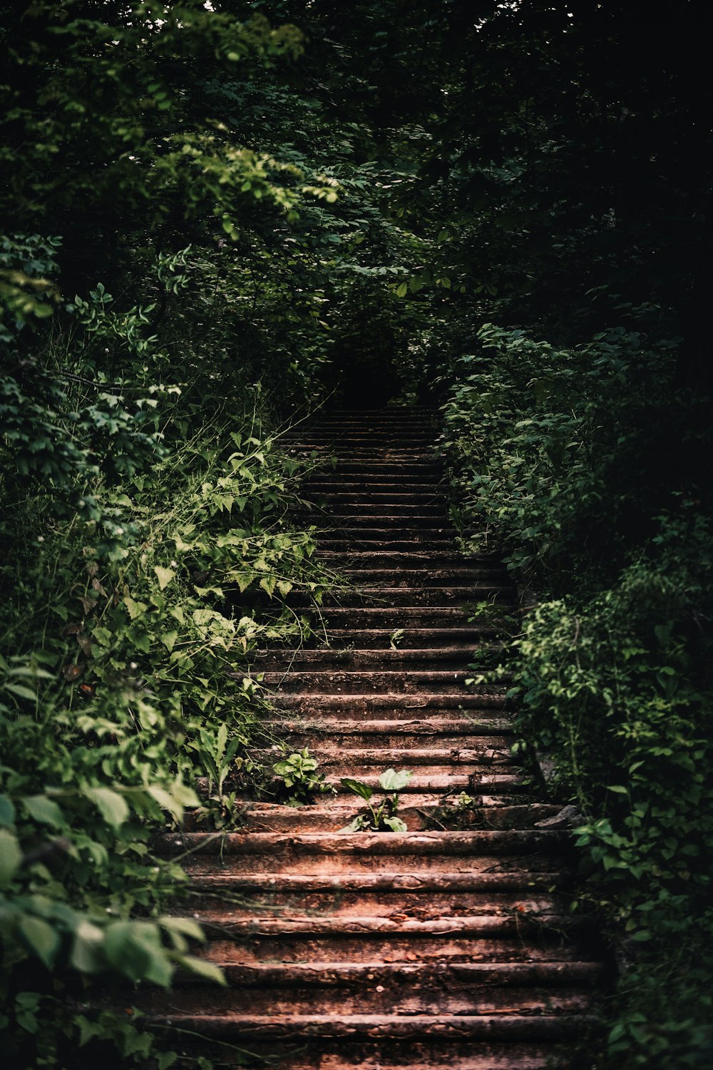 braune Holztreppe zwischen grünen Pflanzen