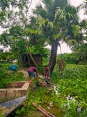 Two men are working with a water pump near a small pond surrounded by lush greenery. A tall palm tree stands prominently in the background, and various plants float on the water's surface. A small structure is visible in the background, and a traditional wooden boat is seen at the edge of the pond.
