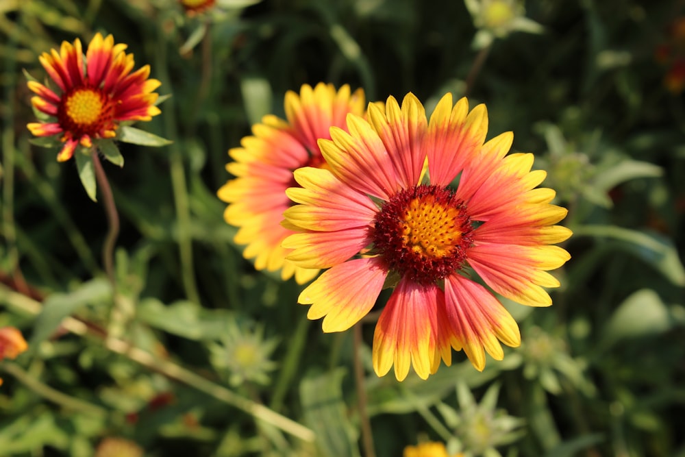 fleur jaune et rouge dans une lentille à bascule