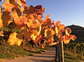 A vibrant vineyard landscape with golden and red autumn leaves on grapevines under a clear blue sky. The sunlight creates a warm glow, highlighting the rich colors of the leaves. A winding path runs through the vineyard, adding depth to the scene. In the background, rolling hills are visible, completing the picturesque countryside view.