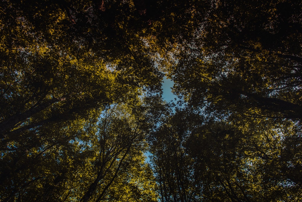 green trees under blue sky during daytime