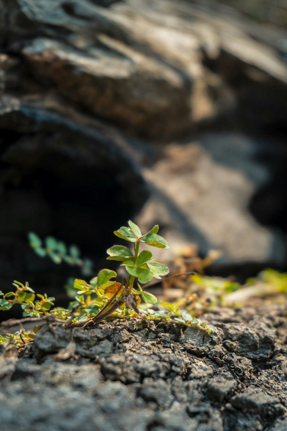 green plant on brown rock