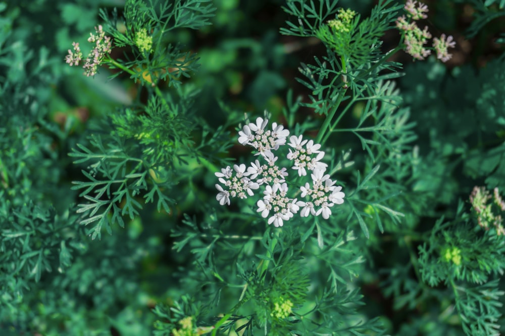 white flowers with green leaves