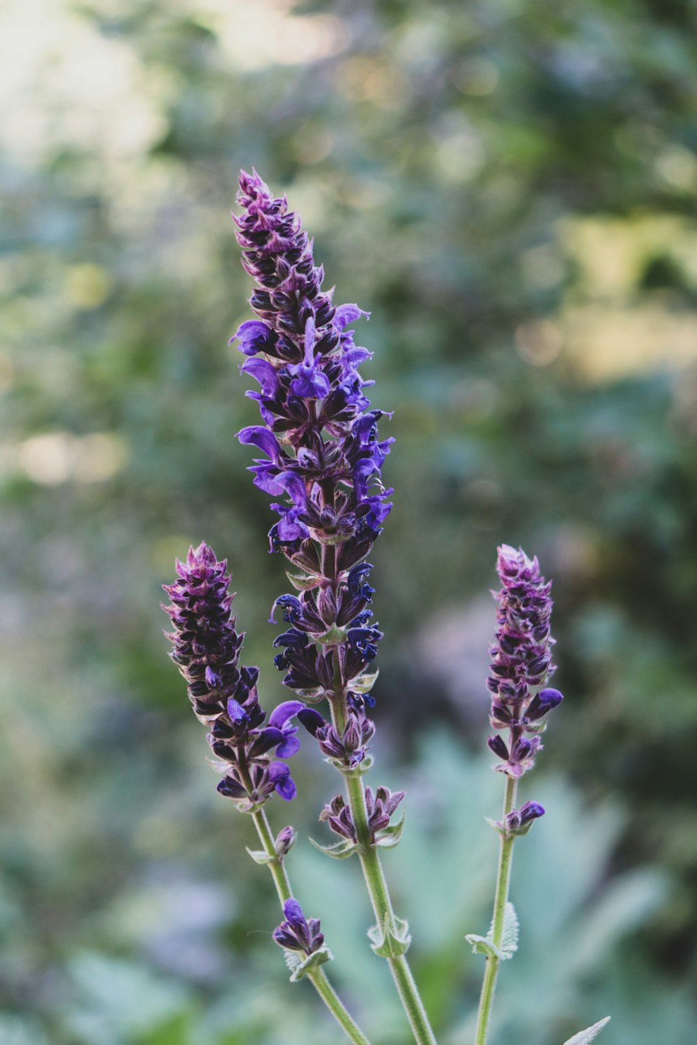 purple flower in tilt shift lens