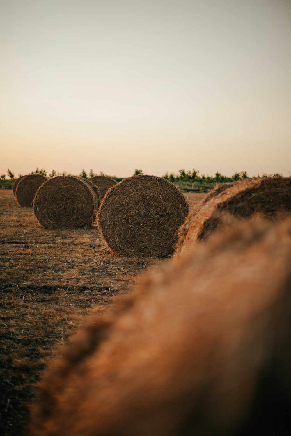 brown hays on brown field during daytime