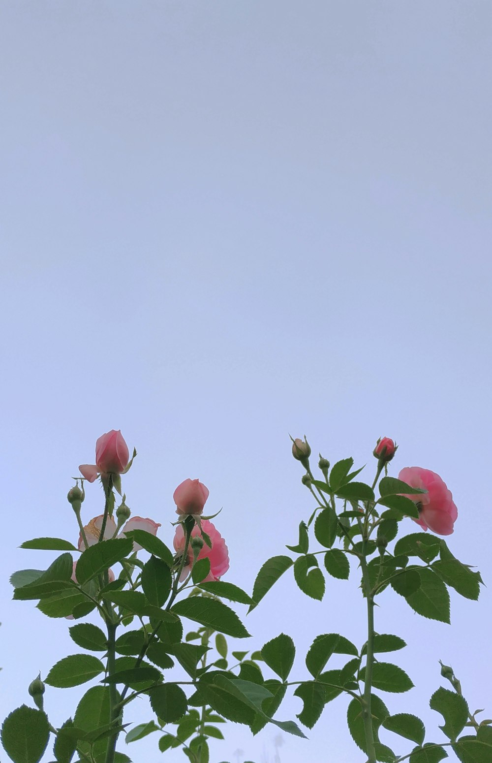 red roses with green leaves under blue sky