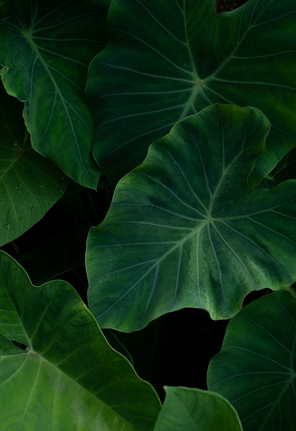 green leaf plant in close up photography