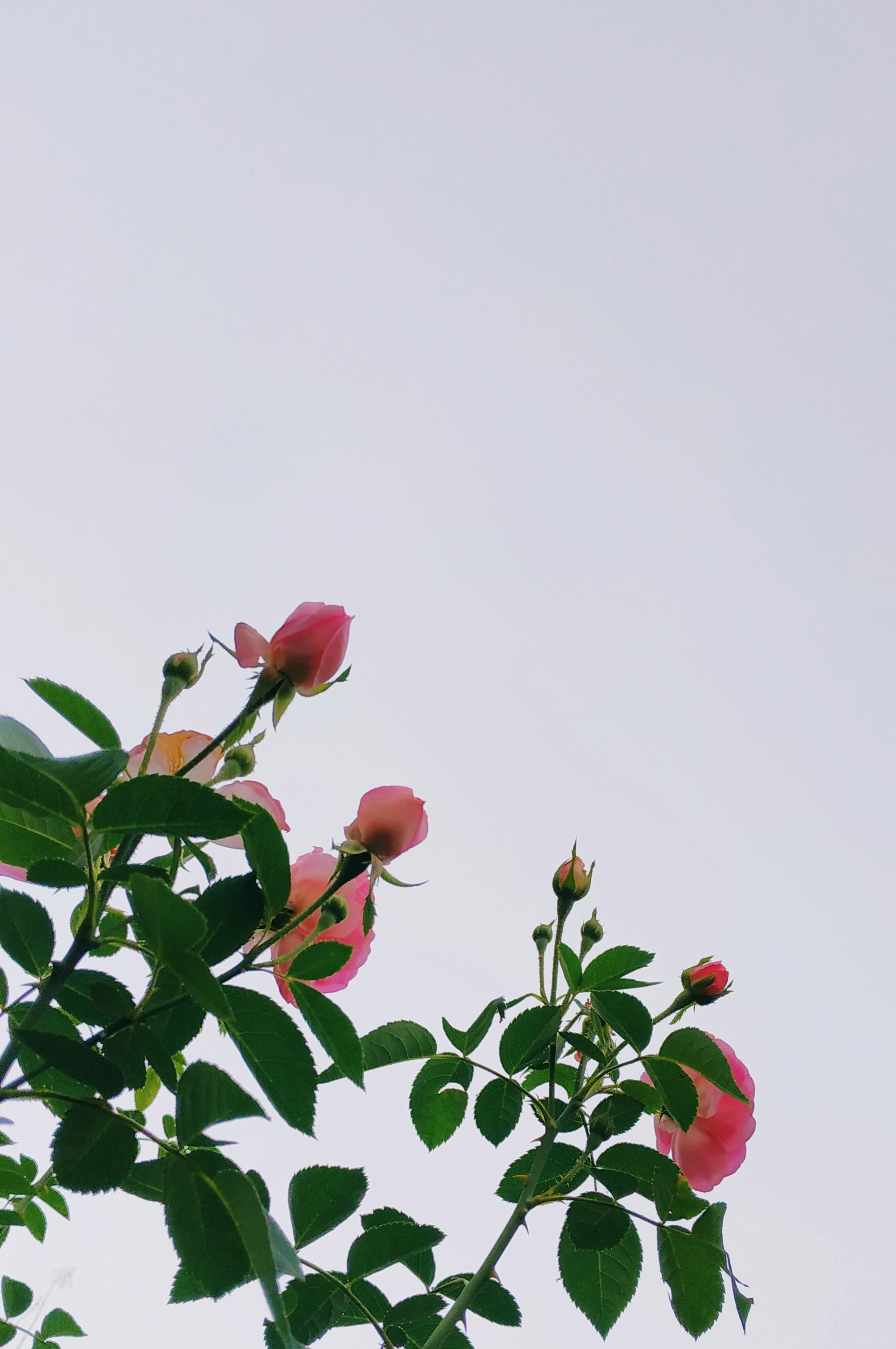 Photo by icharizkina