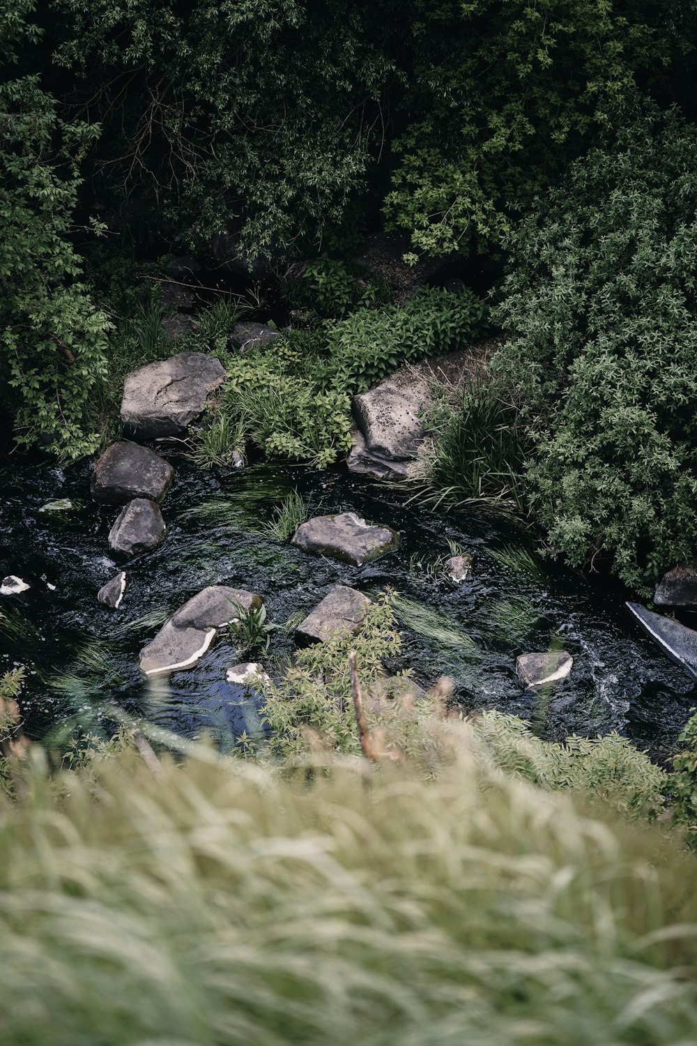 grünes Gras und Bäume am Fluss