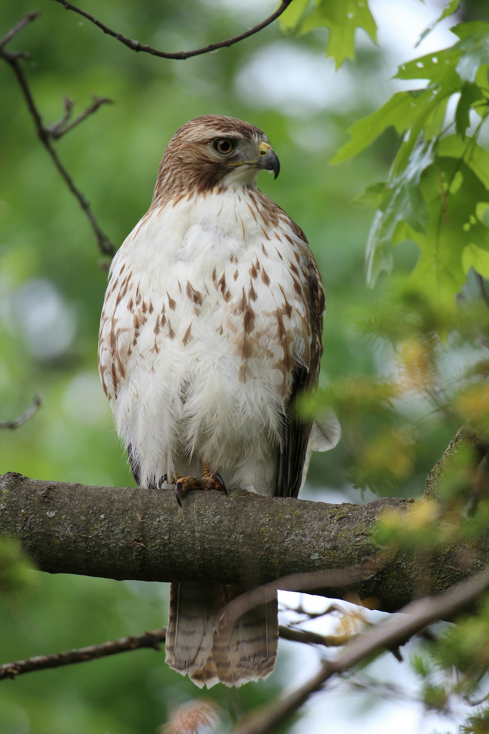 brown and white bird on tree branch during daytime