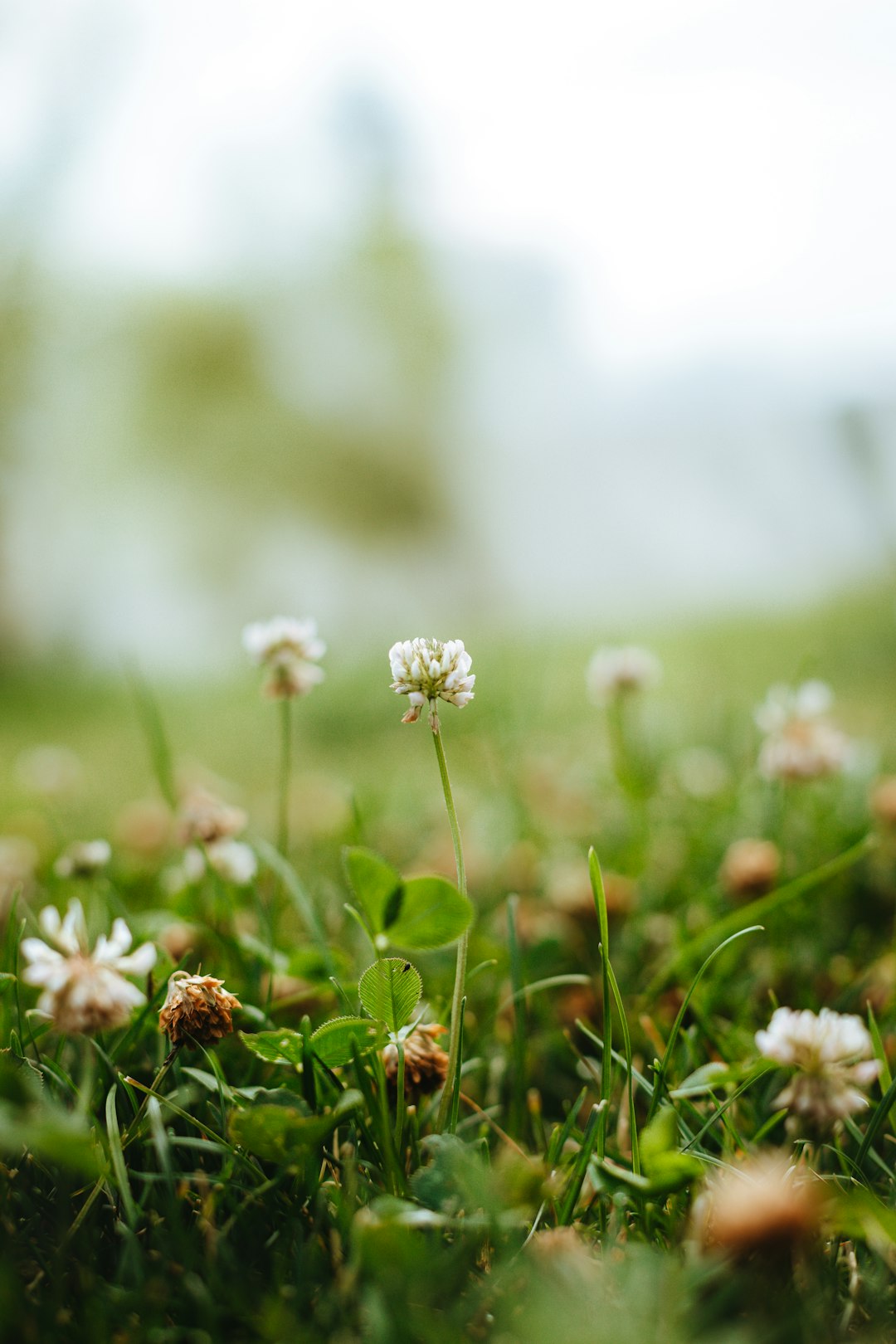 white flower on green grass during daytime
