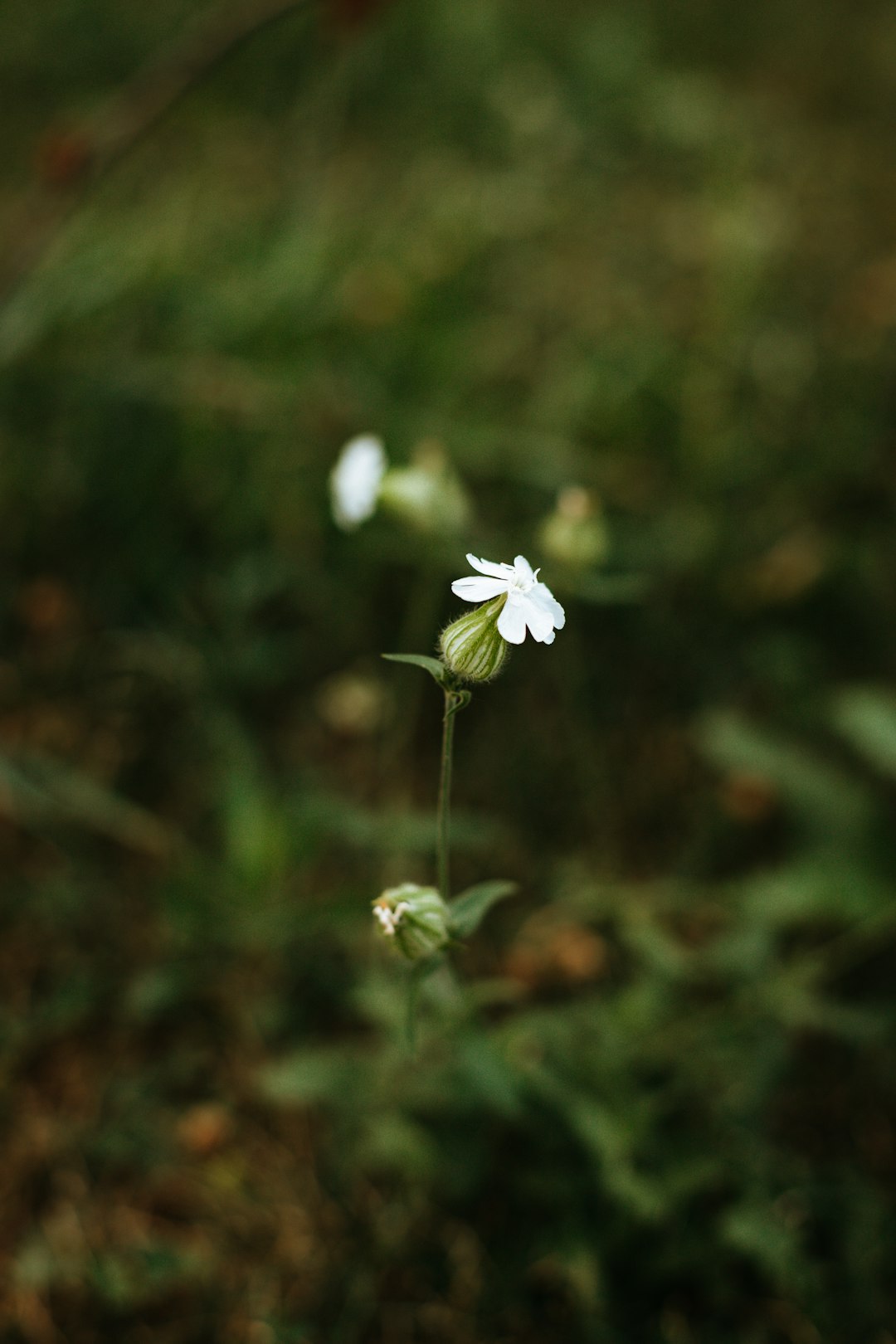 white flower in tilt shift lens