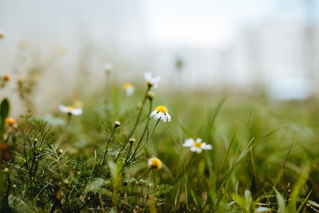 white and yellow flowers on green grass during daytime