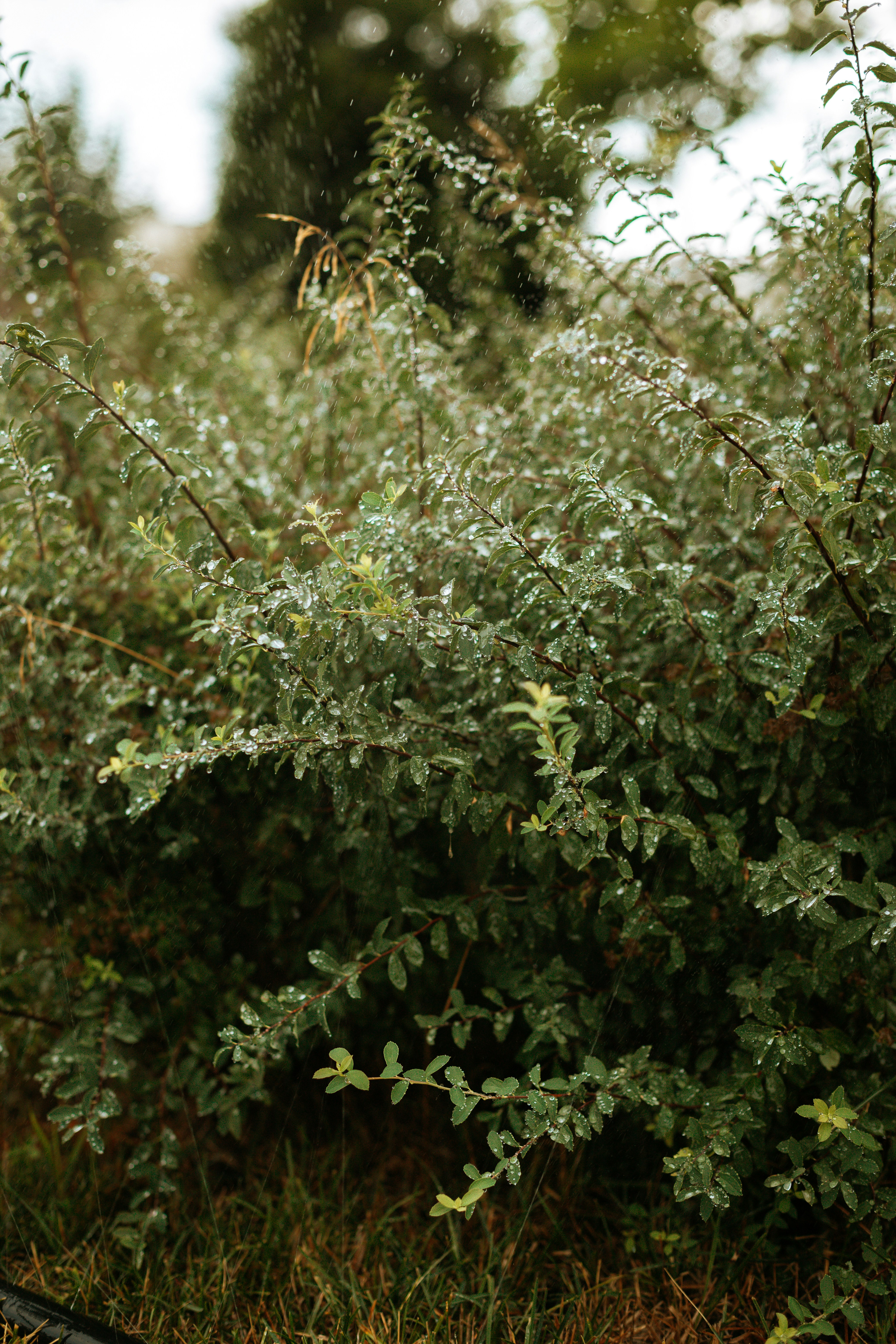 Photo by lizagolyarchuk