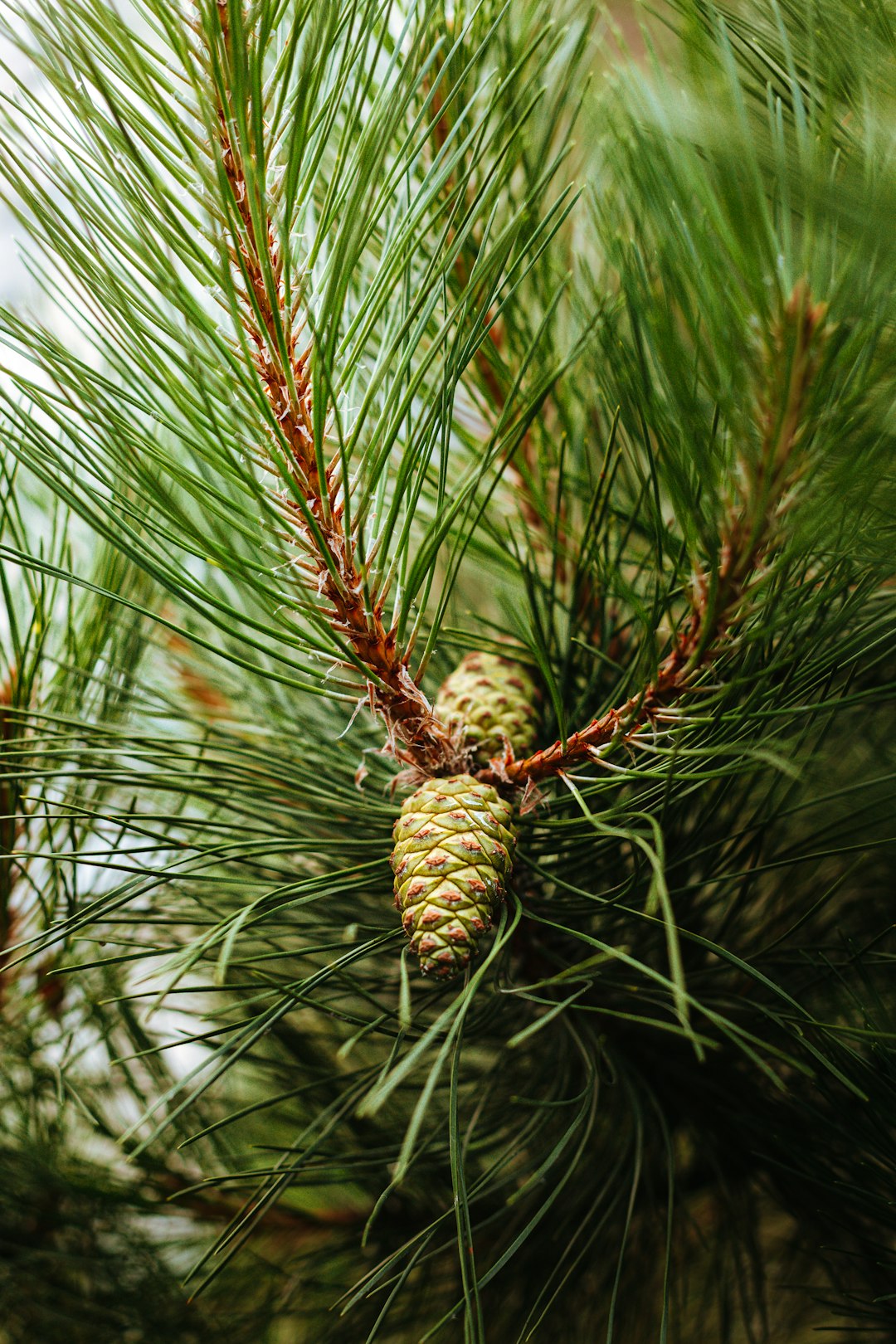 brown and green plant in close up photography