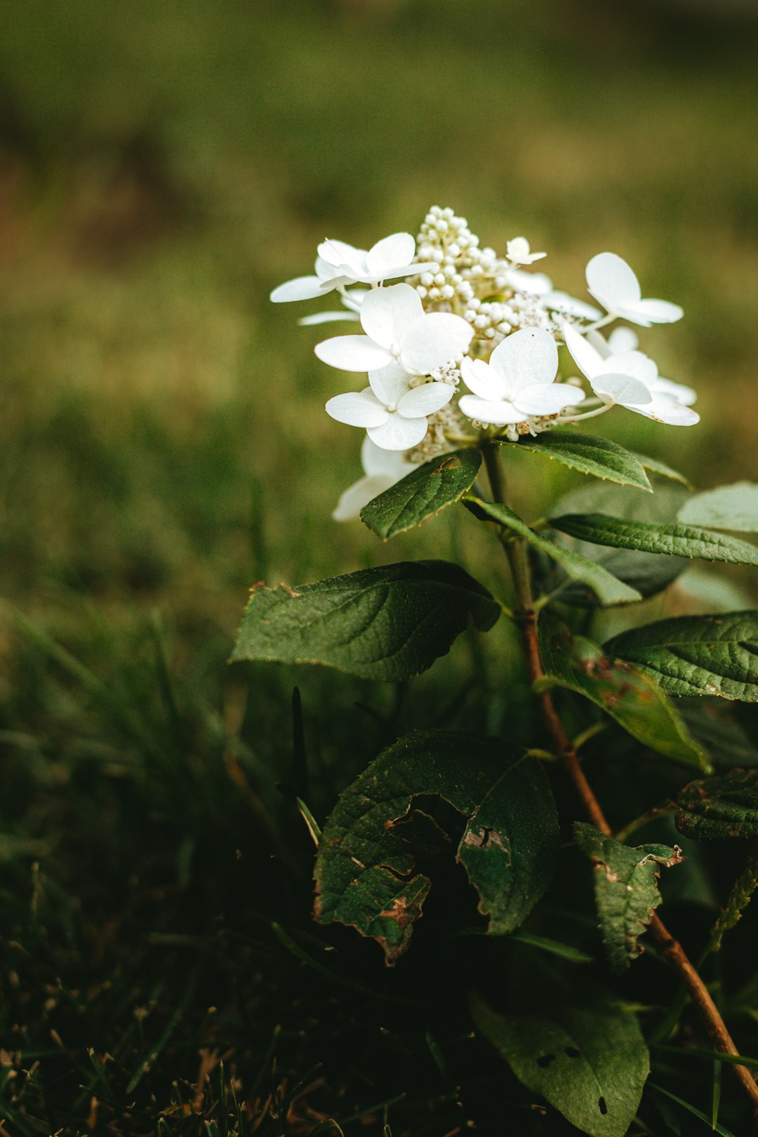 white flowers with green leaves