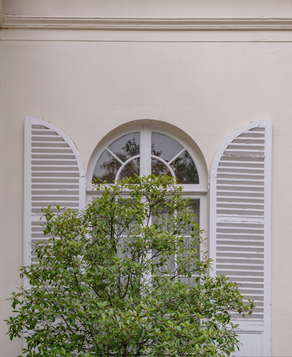 pianta verde su finestra bianca