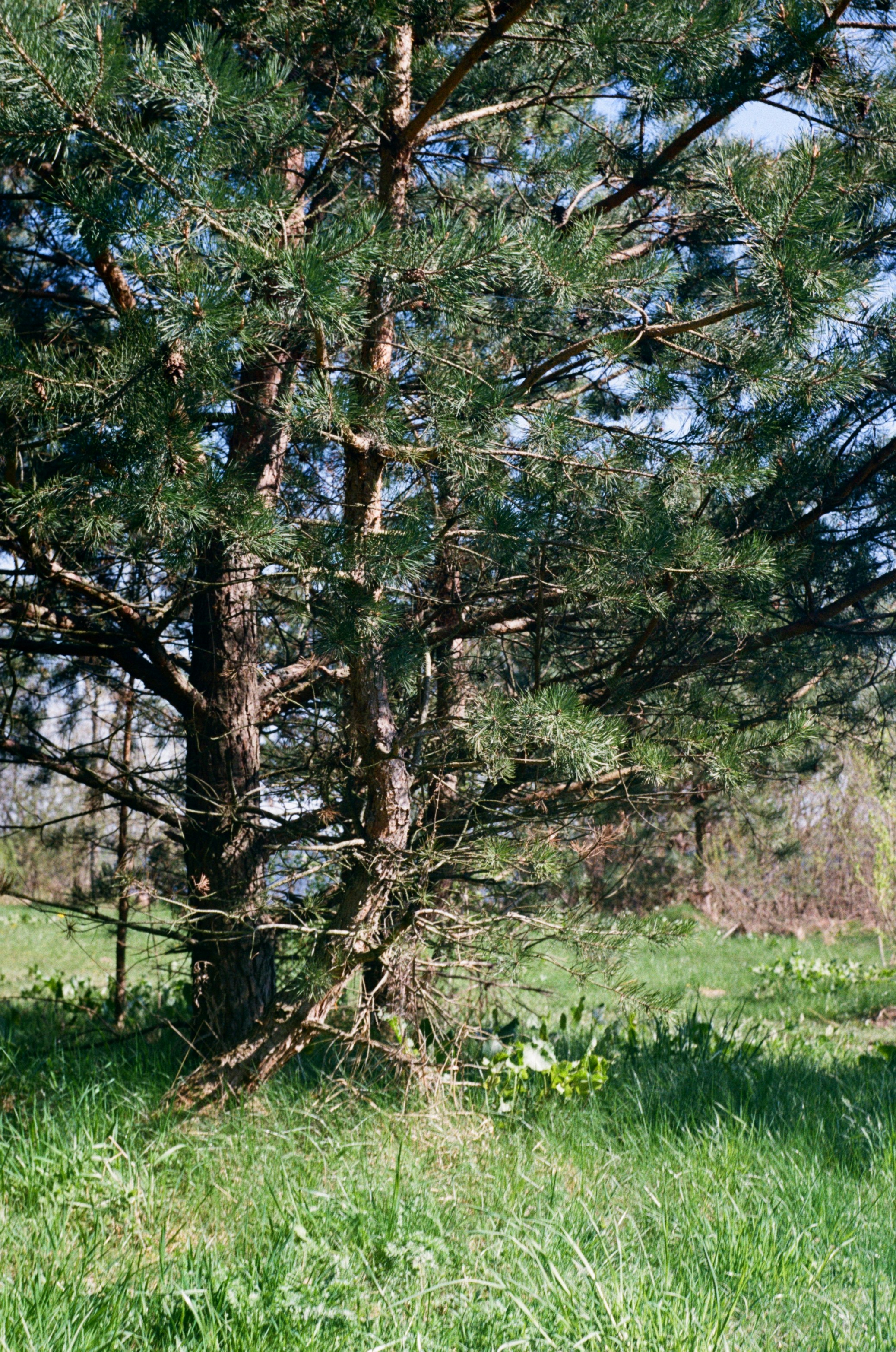 green grass field and trees during daytime