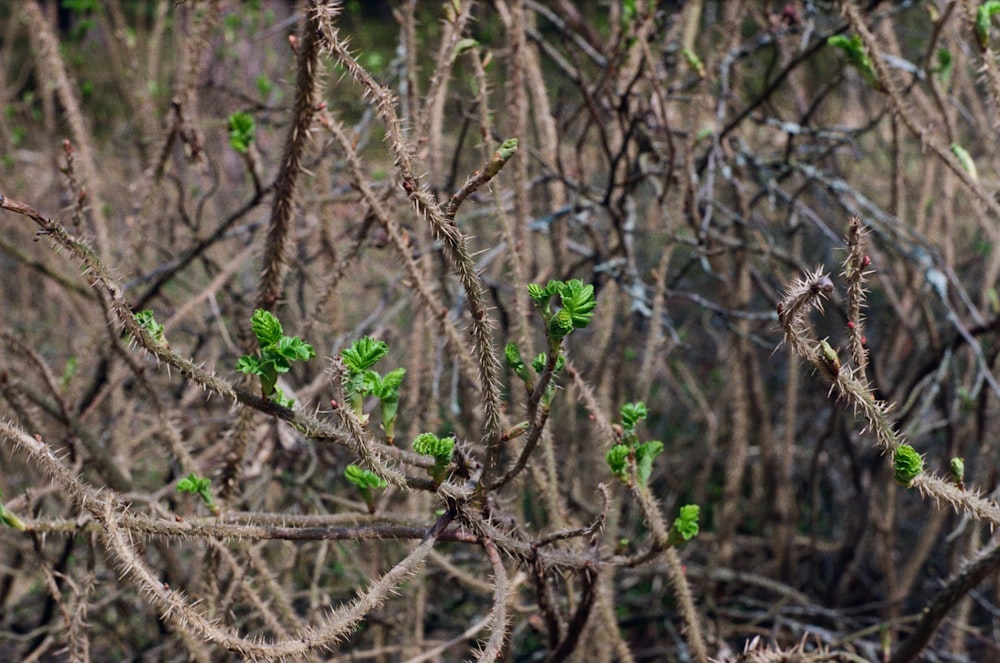 green leaves on brown tree branches