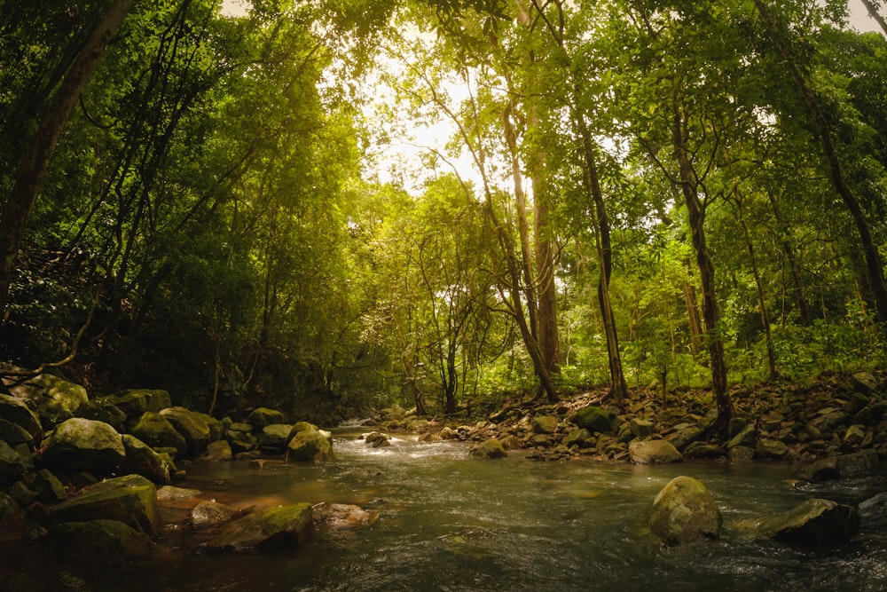 rio no meio da floresta durante o dia