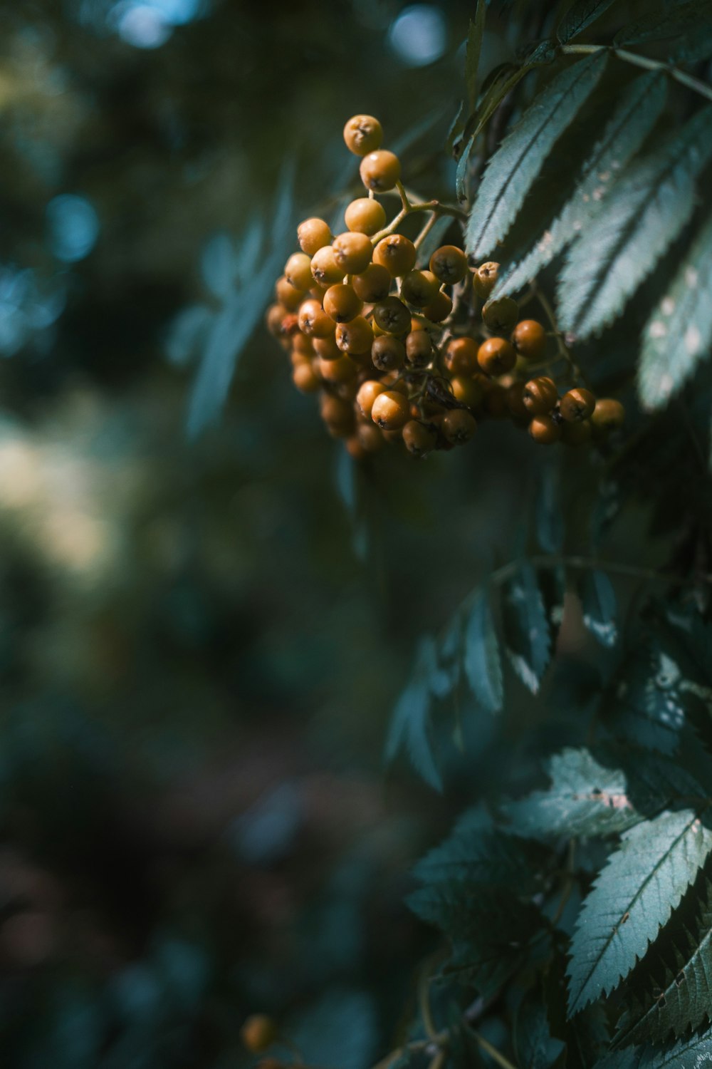 brown and green plant in tilt shift lens