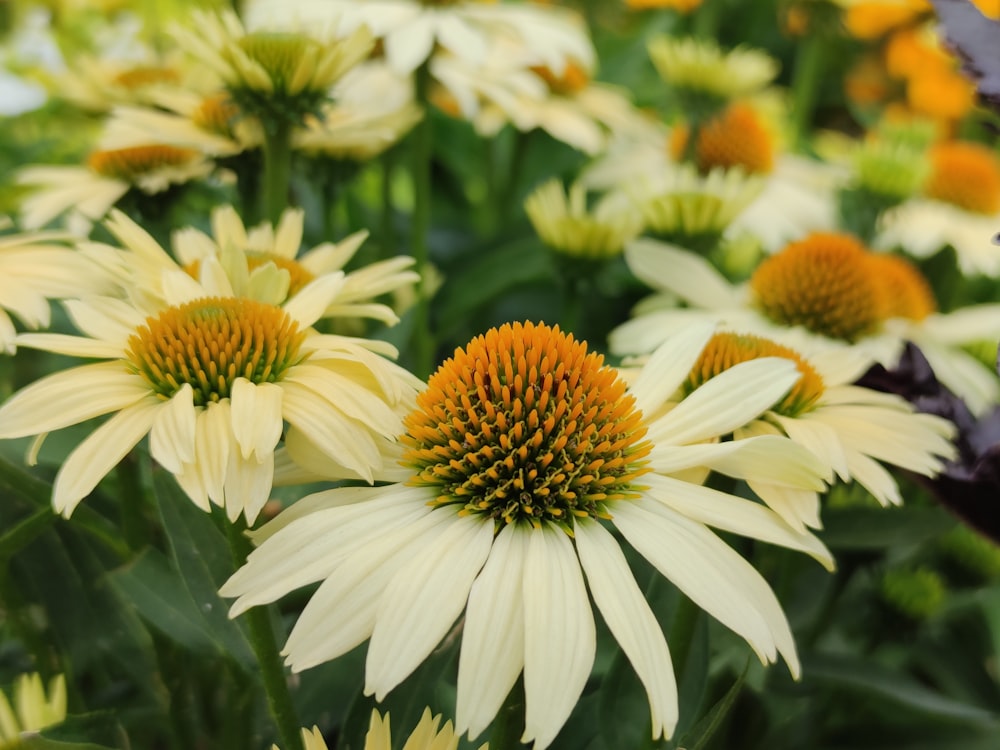 white and yellow flowers in tilt shift lens