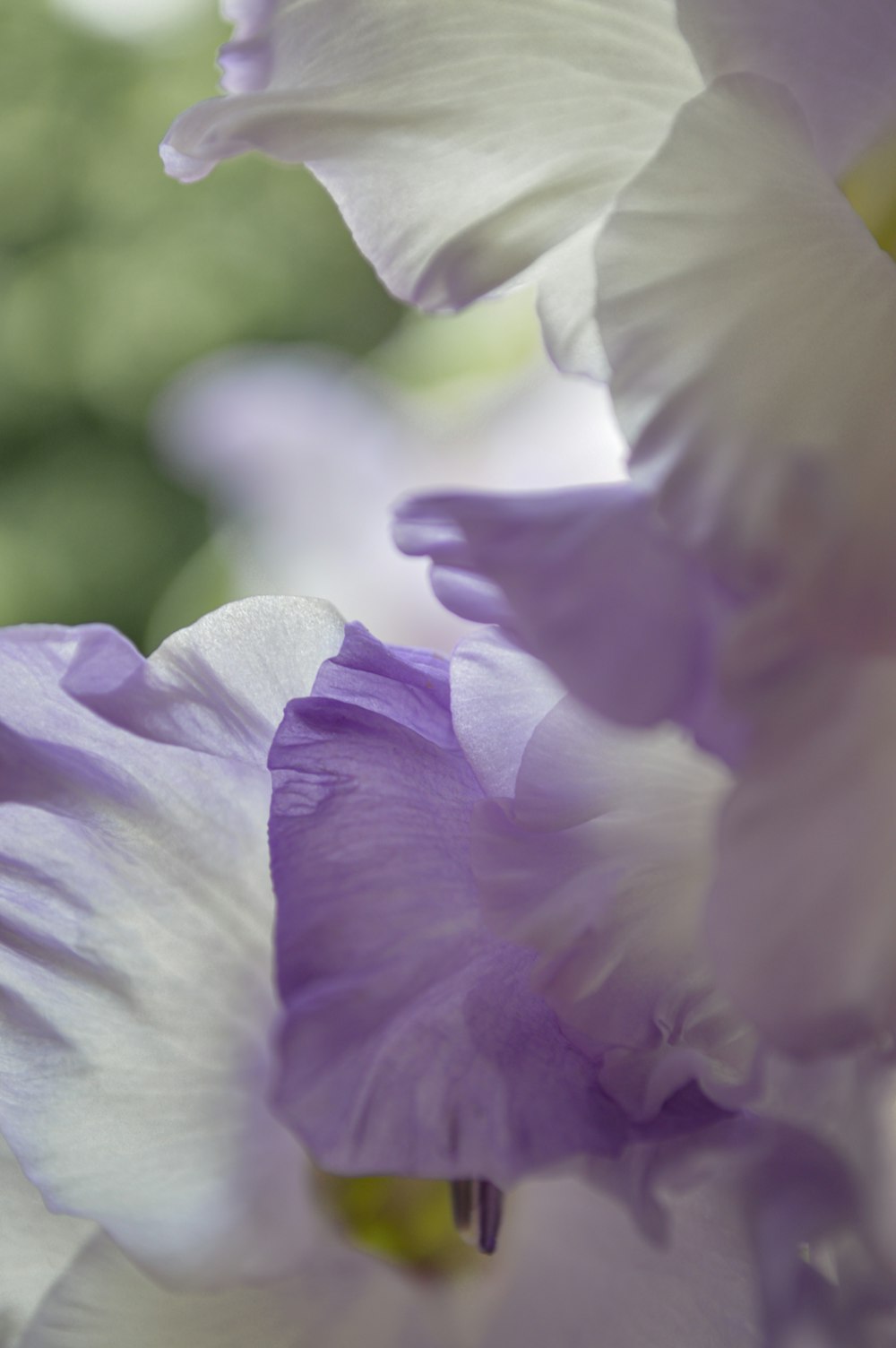 purple and white flower in macro shot