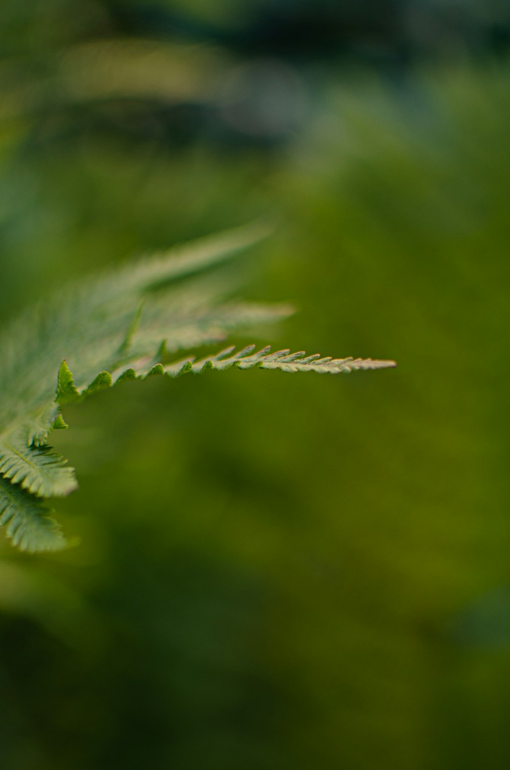 a close up of a green leaf with blurry background
