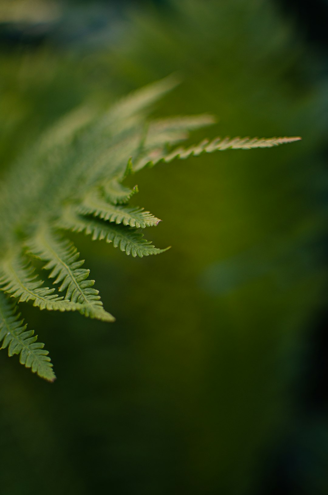 green leaf in close up photography