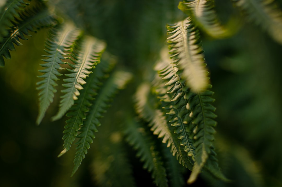 green fern plant in close up photography