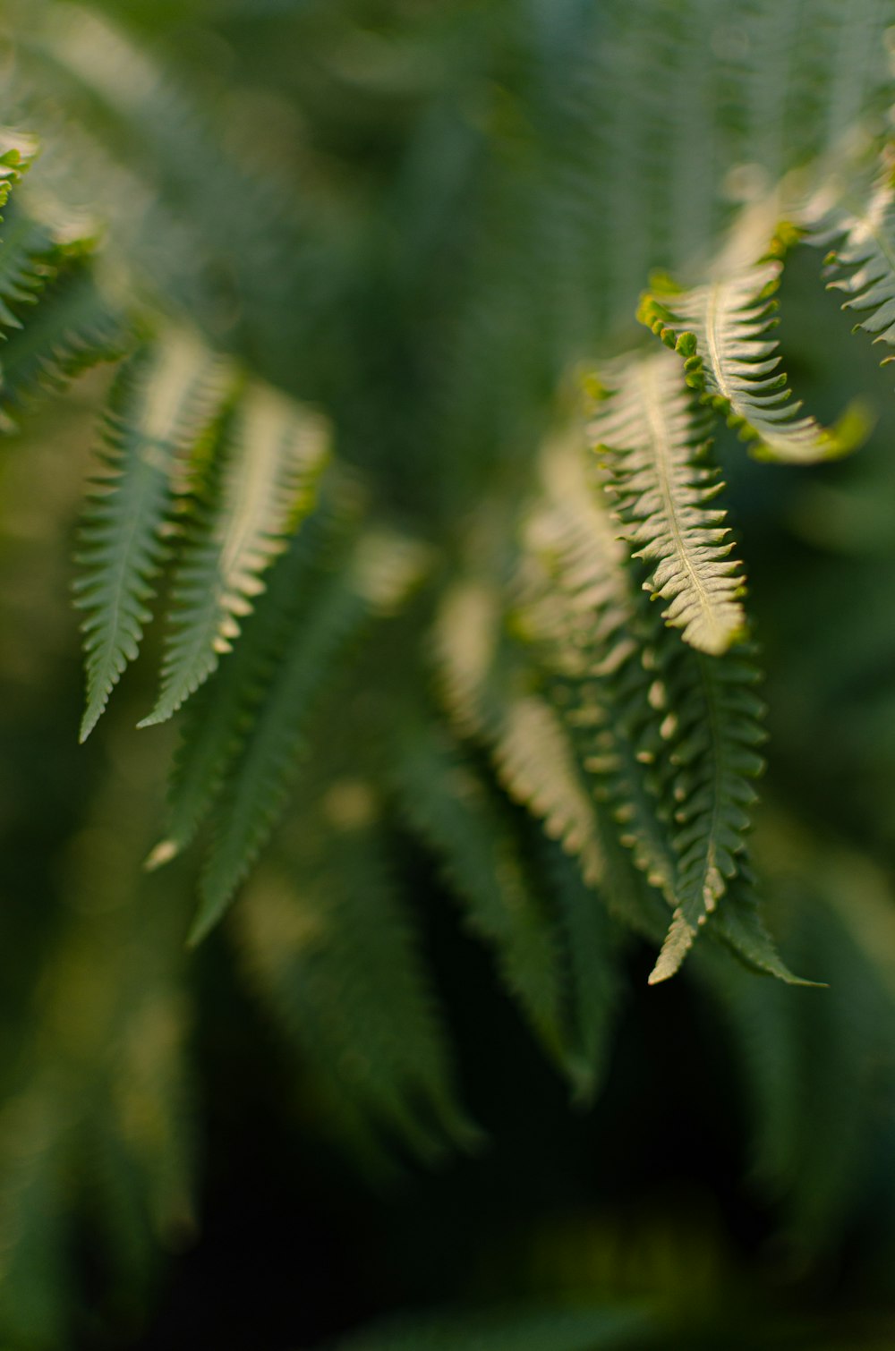 green fern plant in close up photography