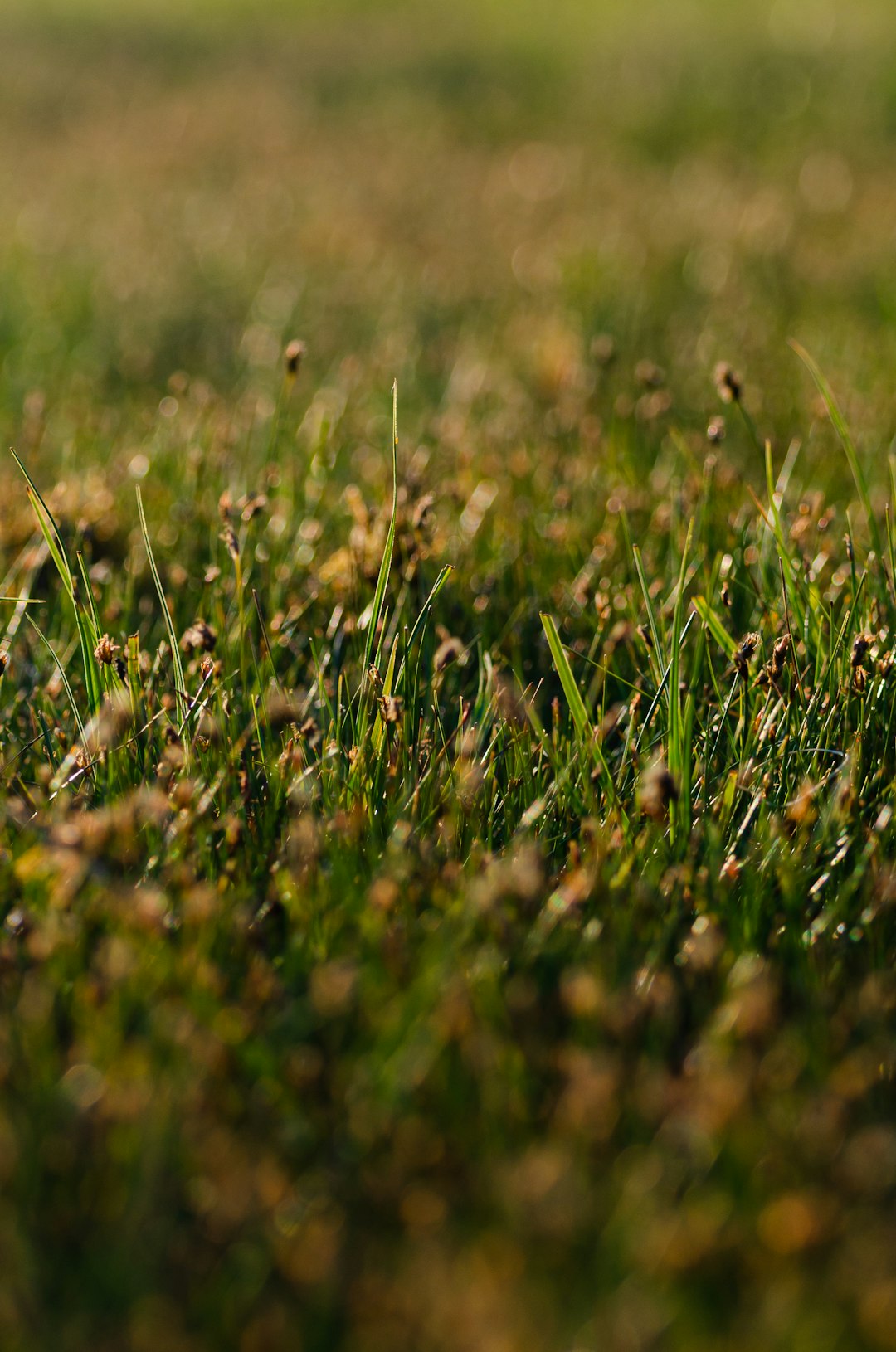 green grass in close up photography