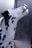A Dalmatian dog is captured in profile view, facing left with its nose touching a glass surface. Its black spots contrast against the white fur, and the lighting highlights the texture of its coat.