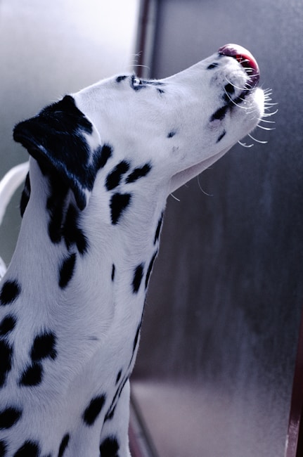 A Dalmatian dog is captured in profile view, facing left with its nose touching a glass surface. Its black spots contrast against the white fur, and the lighting highlights the texture of its coat.