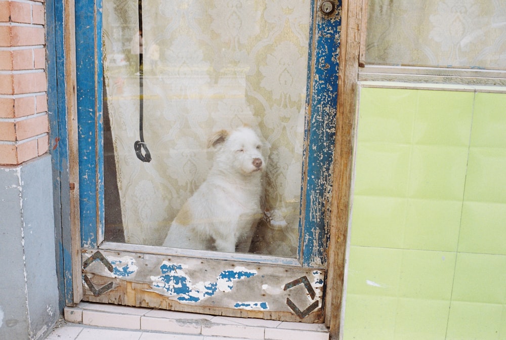 white short coated dog on brown wooden framed glass door