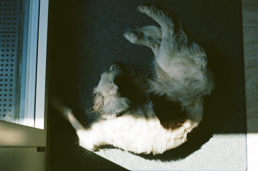 white and black long coated dog lying on white textile