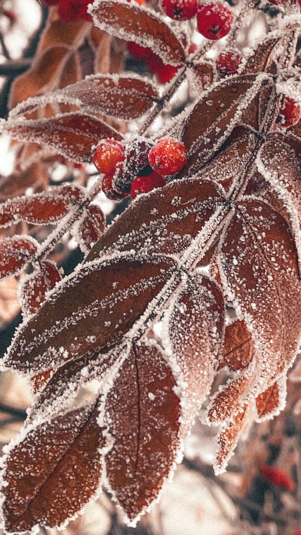 red leaves with water droplets