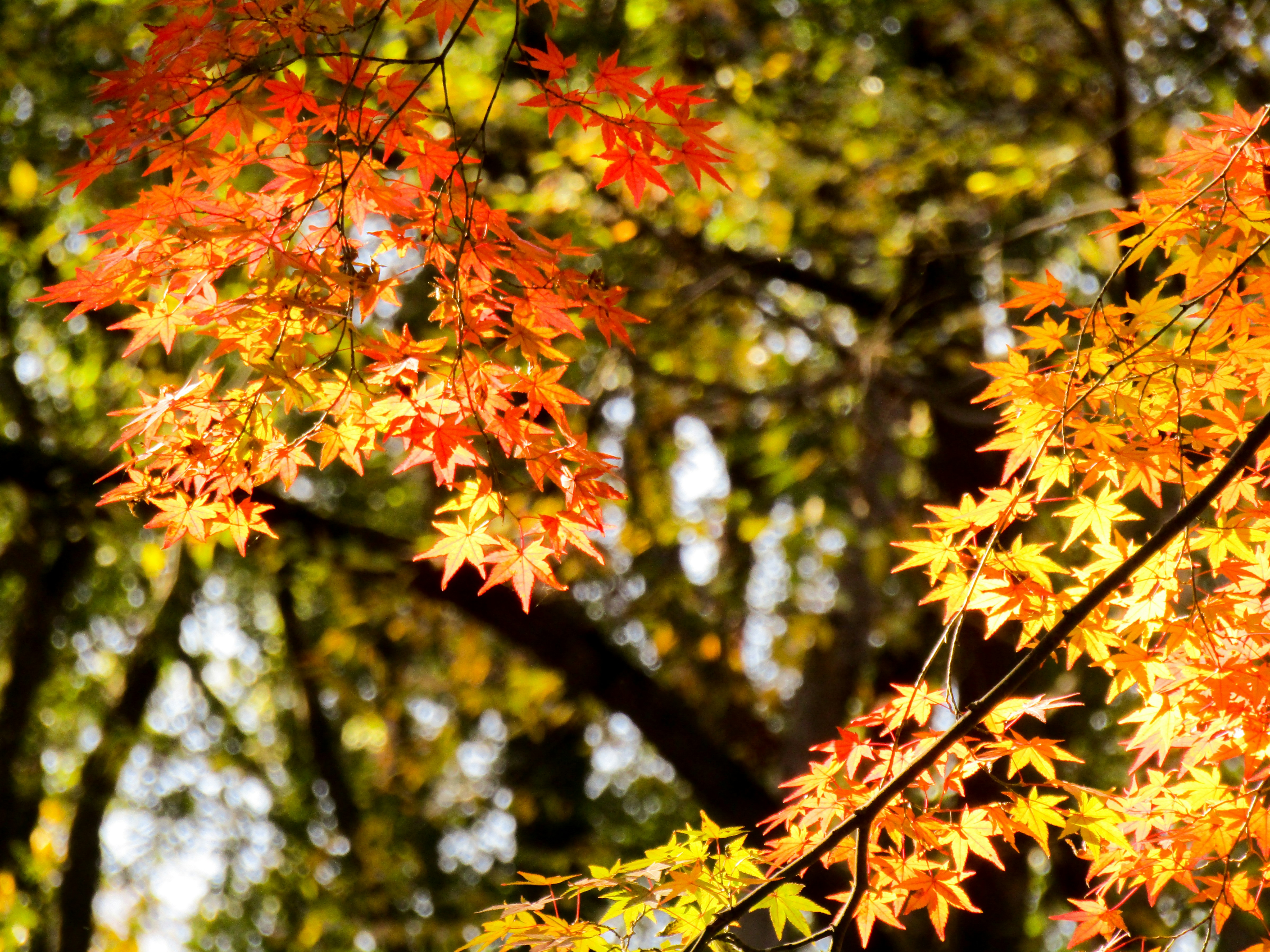 Photo by heppoko_yama