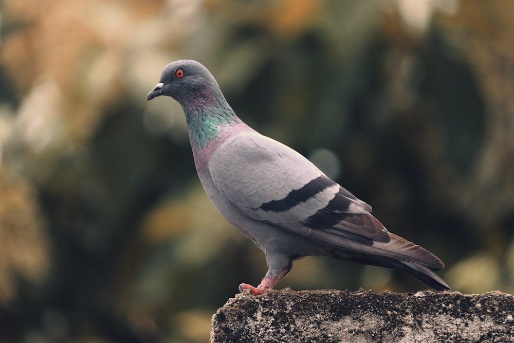 gray and black bird on brown rock