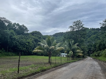 A rural dirt road lined with palm trees on one side and a fence on the other stretches into the distance. Lush, green foliage covers the surrounding landscape, while a small white house is visible off the road. Overcast skies cast a soft, diffused light over the scenery.