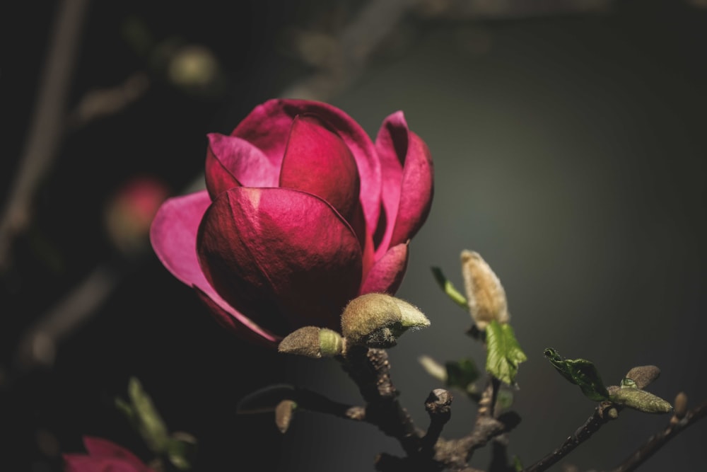 pink flower in tilt shift lens