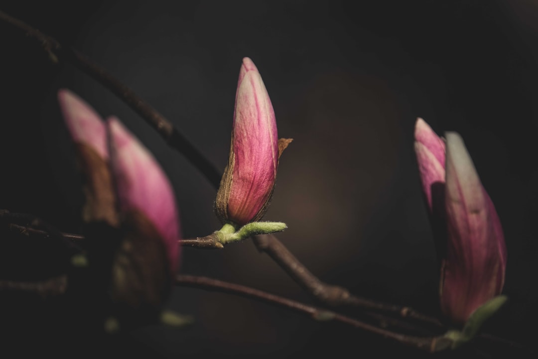 pink flower in tilt shift lens