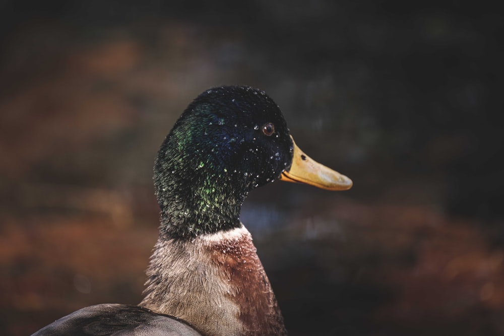 brown and green mallard duck